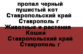 пропал черный пушистый кот  - Ставропольский край, Ставрополь г. Животные и растения » Кошки   . Ставропольский край,Ставрополь г.